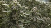 Another massive pot bust in rural Maine