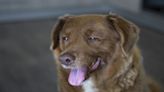 World's oldest dog ever, Bobi, dies at 31