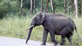 45-year-old man trampled to death by elephant in Assam: Officials