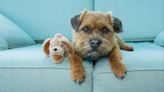 Border Terrier Temperament: Do They Like to Cuddle? Are They Affectionate?