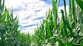 Hayrides, corn mazes and apples: Why Hudson Valley families love local farms during fall