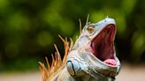 We regret to inform you that a Florida man found an angry, hissing iguana in his toilet