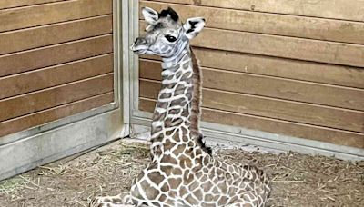 Baby Giraffe Born at Kansas City Zoo 'Already Stands 5 Feet 6 Inches Tall': 'Welcome to the Herd'