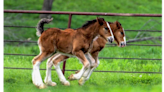 Warm Springs Ranch in Montana welcomes 15 Clydesdale foals