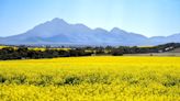 Albany set to host Australian Agronomy Conference - Grain Central