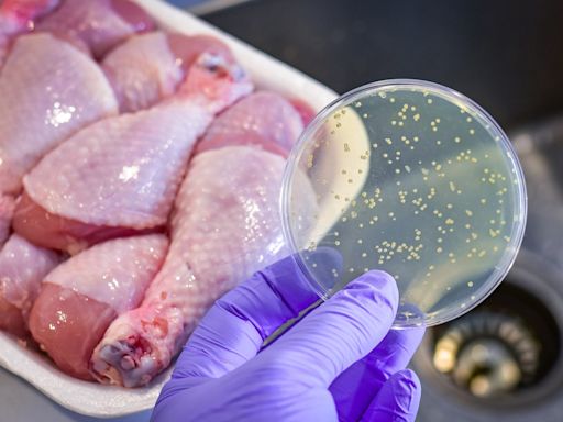 High levels of resistant bacteria found in uncooked meats and raw dog food: ‘Red flag’