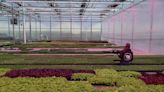 A day in the life at Fessler Nursery
