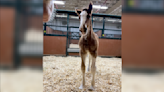 Baby Clydesdale born at Warm Springs Ranch