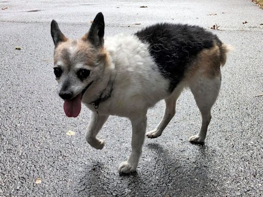 Petersburg Animal Shelter closes for at least two weeks due to parvo outbreak