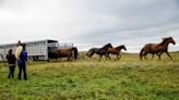 How ‘Rewilding’ Horses Became a Fashionable Climate Solution