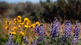 April is Native Plant Appreciation Month. How to find wildflower blooms around Tri-Cities