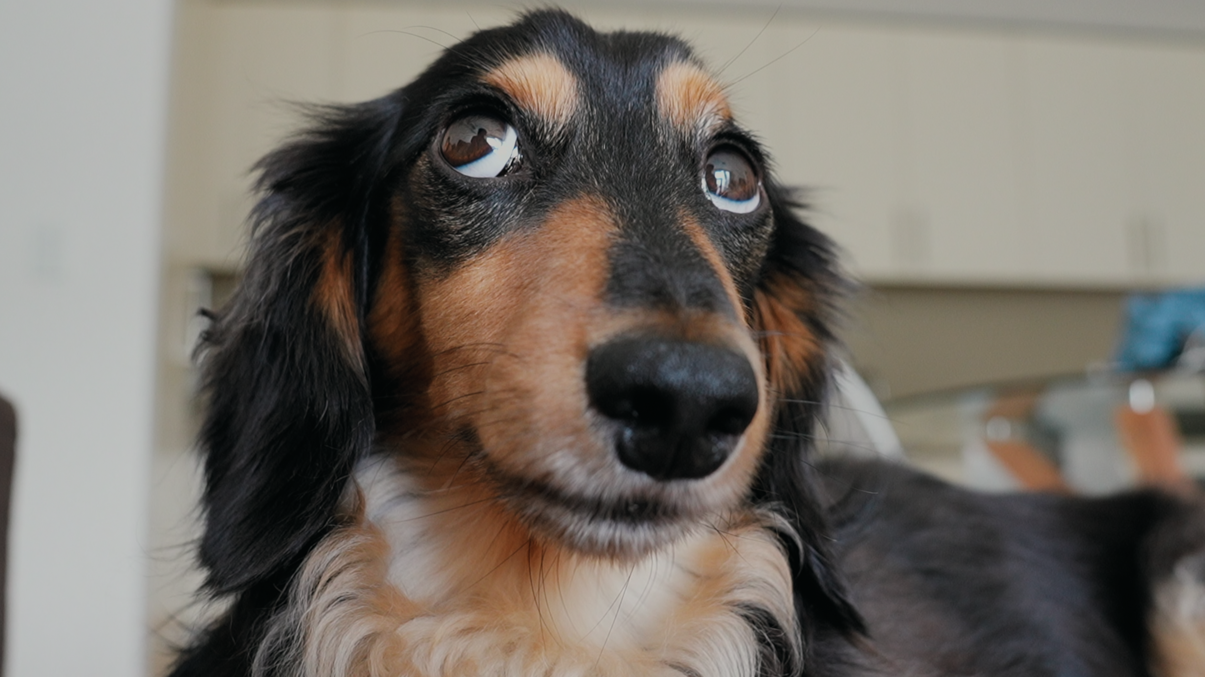 Hundreds of dogs invited to screening of film (about dogs, naturally) in Middlebury