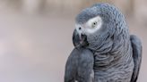 British Zoo Has Risky Plan To Teach Their Parrots To Stop Swearing