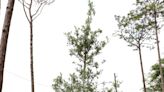 Pensacola plants nearly 200 new trees to replace those damaged in Hurricane Sally