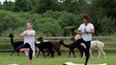 Meet the Teesside teacher who runs alpaca yoga classes on 11-acre Yarm farm