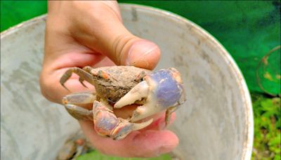 守護陸蟹回家 淡水打造「護蟹廊道」