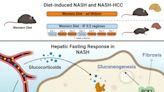 Mouse study shows intermittent fasting protects against liver inflammation and liver cancer