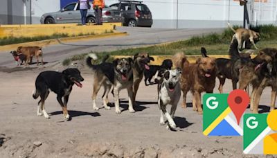 Investigadores utilizan Google Maps para estudio de perros callejeros en Arequipa