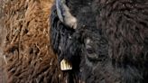 Regreso de bisonte a tierras indígenas revive espiritualidad