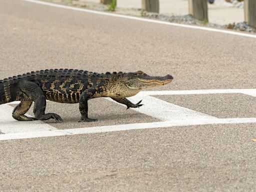 Alligator Stops Traffic Using the Crosswalk to Cross Street in South Carolina