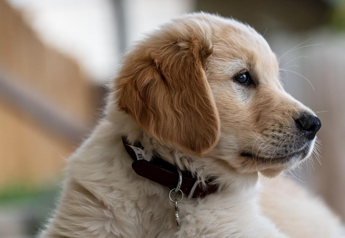 Golden Retriever Puppy’s Precious Reaction to Hearing Thunder Goes Viral