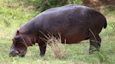 High-speed hippos can get airborne, says new study