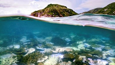 New drone image shows 97% of coral is dead in northern Great Barrier Reef