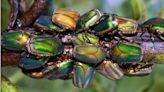 Native plant-eating beetles should soon make an appearance in Georgia