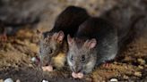 Rats destroy nearly 500kg of cannabis seized from drug dealers, say Indian police