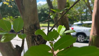 South Carolina cracking down on Bradford pear trees