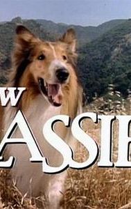 The New Lassie