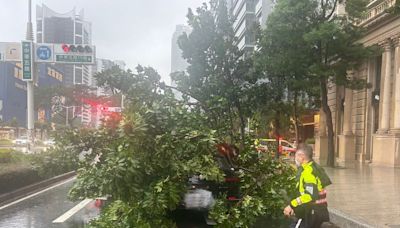 快訊／高雄狂風暴雨！好市多旁巨樹倒塌砸毀BMW 駕駛嚇壞逃生