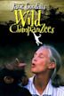 Jane Goodall's Wild Chimpanzees