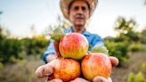 Orchard Owners Reveal the Genius Apple Picking Tips You Need for Fall