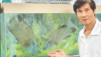 復育瀕危蘇眉魚 「石斑大王」成功孵化3000尾