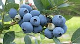 Matthew Stevens: Blueberry plants can add color and flavor to any landscape