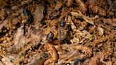 Surprisingly, cicada broods keep going extinct. Some experts are working to save them.