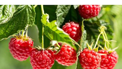 Thinning raspberry canes will help keep plants healthy, growing