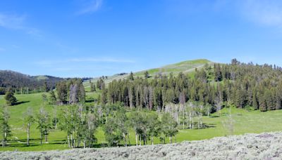 Can you spot the Yellowstone bear in ‘challenging’ photo quiz?