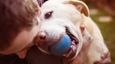 El olor del estrés humano afecta a las emociones de los perros, según estudio
