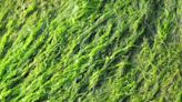 D’où viennent les algues vertes sur les plages en Bretagne ? Est-ce dangereux ?