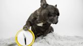 32 no-hassle breeds for time-poor people