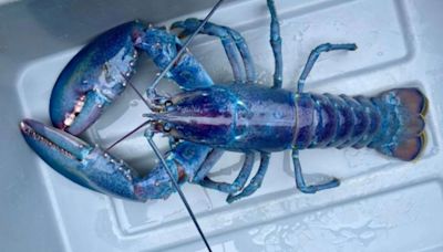 Very rare 'cotton candy' lobster found off New England coast, donated to science center