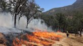 Sequoia National Forest’s 2024 prescribed burns will benefit trees and wildlife | Opinion