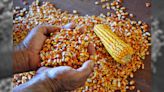 Safrinha de milho ultrapassa 100 milhões de toneladas, aponta Agroconsult