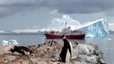 Deshielo de la Antártida pone en riesgo la vida de los pingüinos emperador