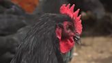 First Alert Safety Desk: CDC issues warning about Salmonella outbreak in backyard chicken flocks