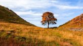 Some Jerk Just Chopped Down One Of The World’s Most Iconic Trees