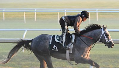 Preakness Stakes Winner Seize The Grey Targeting Jim Dandy Stakes As Travers Prep