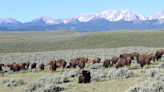 Audubon honors North Bridger Bison, Montana ranches for conserving bird habitat.